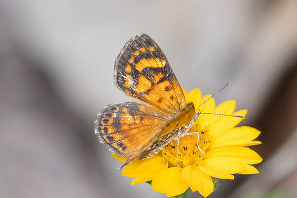 Aricoris erostratus-8459