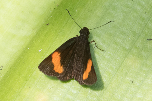 Koruthaialos rubecula-1808 - Chiang Dao - 15/11/23