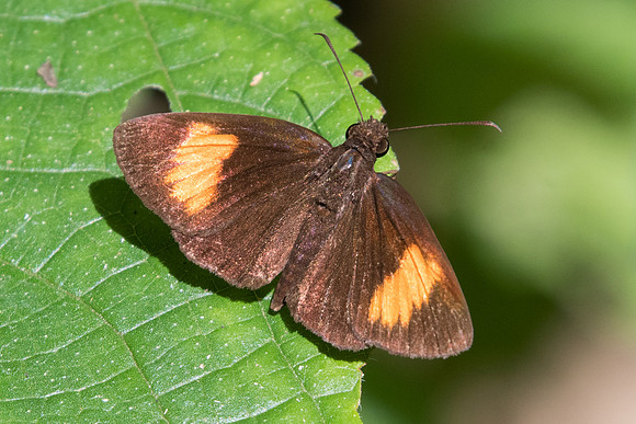 Koruthaialos rubecula-8074  - Chiang Dao - 14/11/23