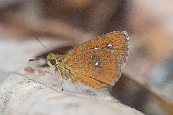 Iambrix salsala-6026 - Doi-Suthep - 14/03/23