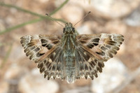 Carcharodus alceae-8888
