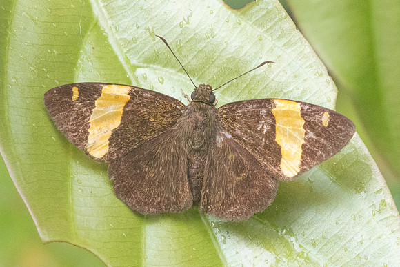 Aurivittia aurivittata-8691