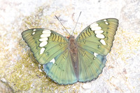 Euthalia patala-3923- Doi Inthanon - 23/03/25
