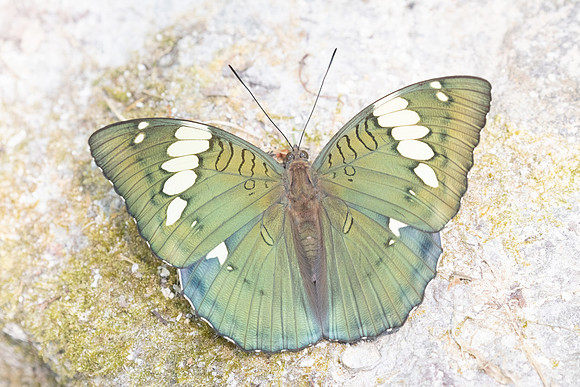 Euthalia patala-3923- Doi Inthanon - 23/03/25