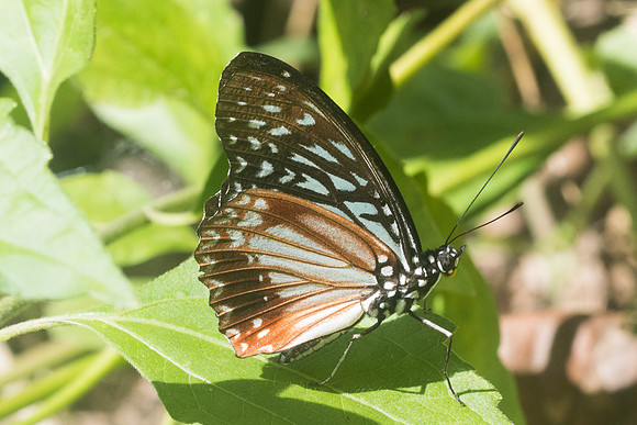 Hestinalis nama -9170- Chiang Dao - 14/11/23