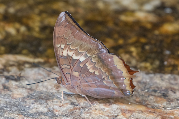 Charaxes bernardus-1206 - Doi-Suthep - 13/11/23