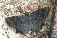 Antigonus erosus-4908
