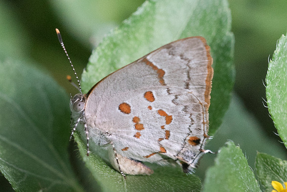 Tmolus echion-5159