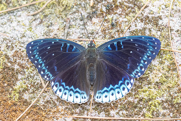 Stibochiona nicea-5897 - Doi Suthep 1577m - 27/03/25