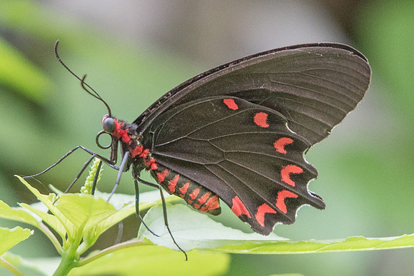 Parides montezuma-4770