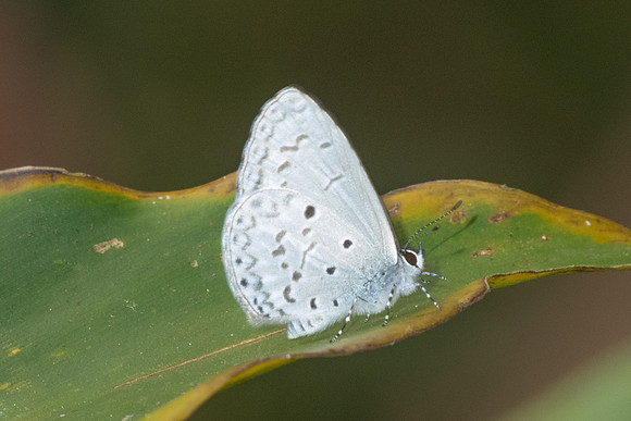 Acytolepis puspa-1988