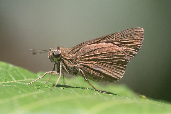 Caltoris sp-2875 - Chiang Rai - 18/11/23